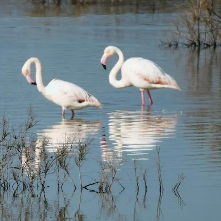 Charming Penthouse With Ocean Views And Private Parking 招待所 沃罗里尼